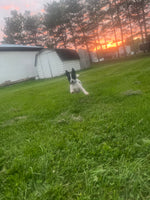 Milo