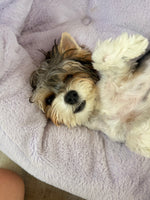 Sookie