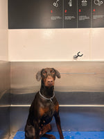 Athena