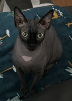 Ragnar