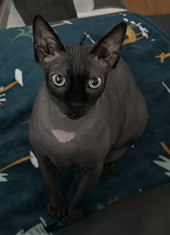 Ragnar