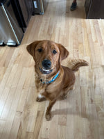 Sammy