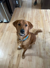 Sammy