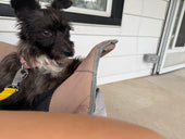Ume