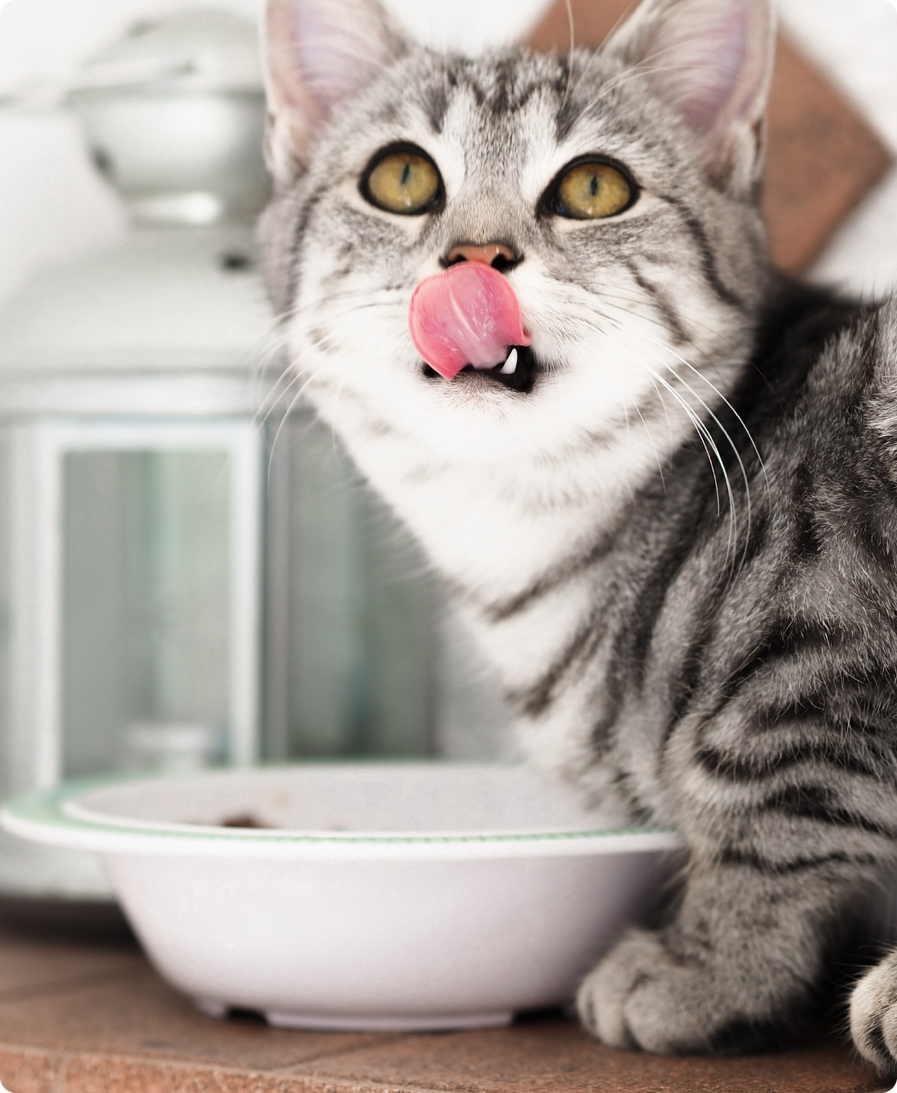 Kitten Grain-Free Dry Cat Food