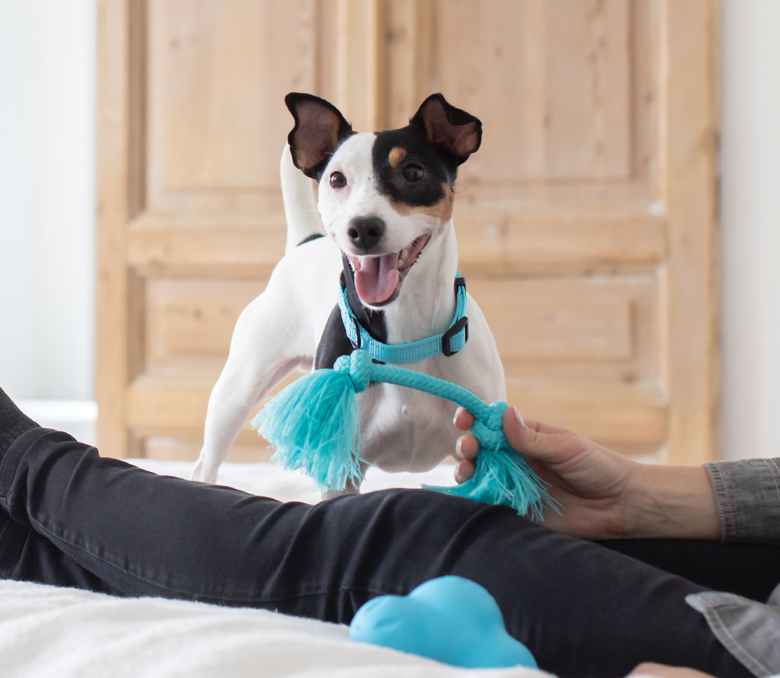 Calming Supplement Chews for Dogs