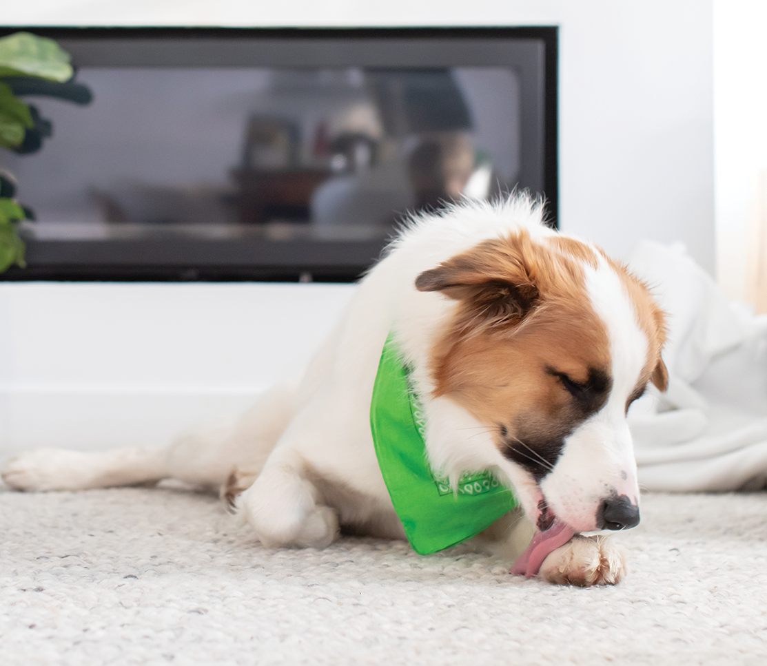 Immune Supplement Chews for Dogs
