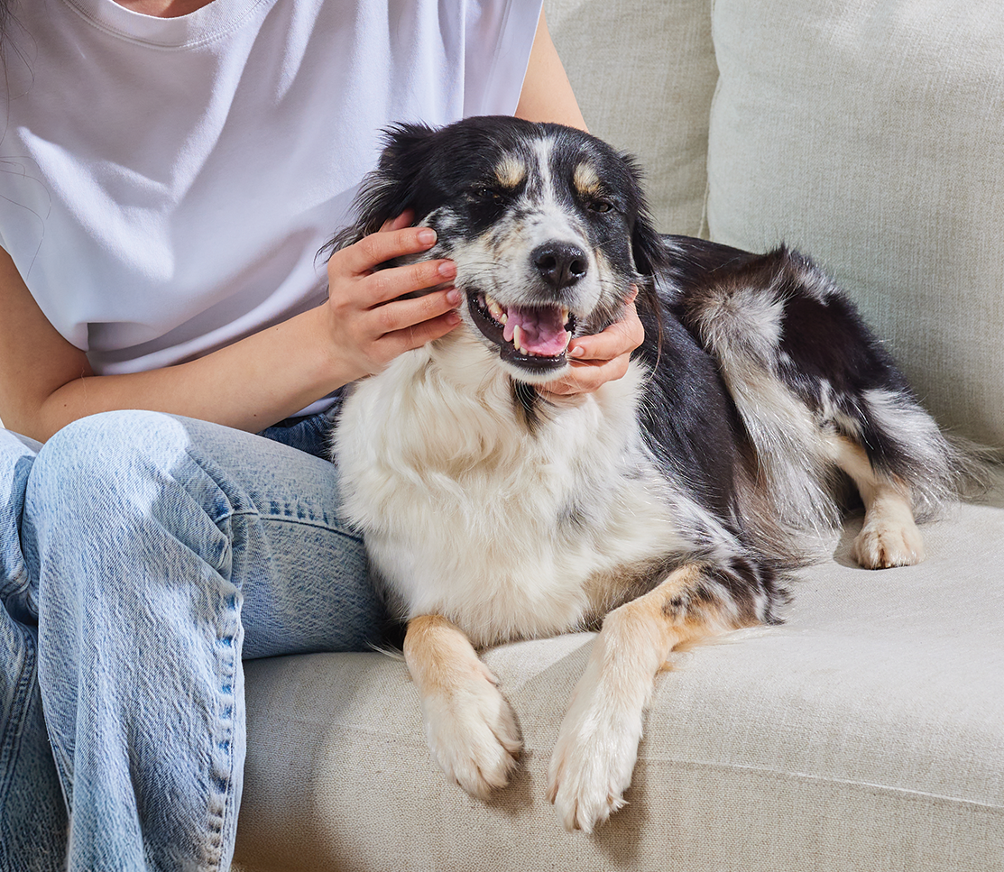 Probiotic Supplement Chews for Dogs