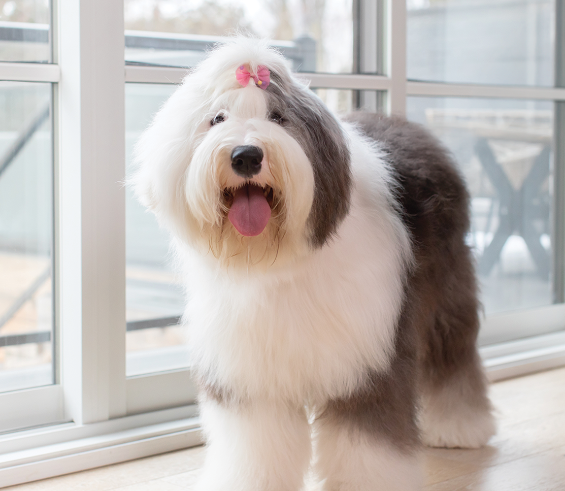 Skin & Coat Supplement Chews for Dogs