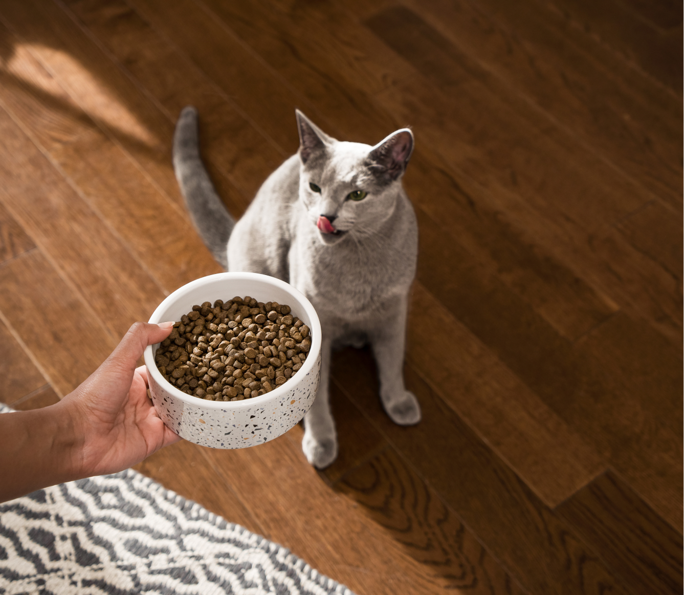 Chicken & Turkey Grain-Free Kitten Kibble | Proudly Canadian Cat Food ...