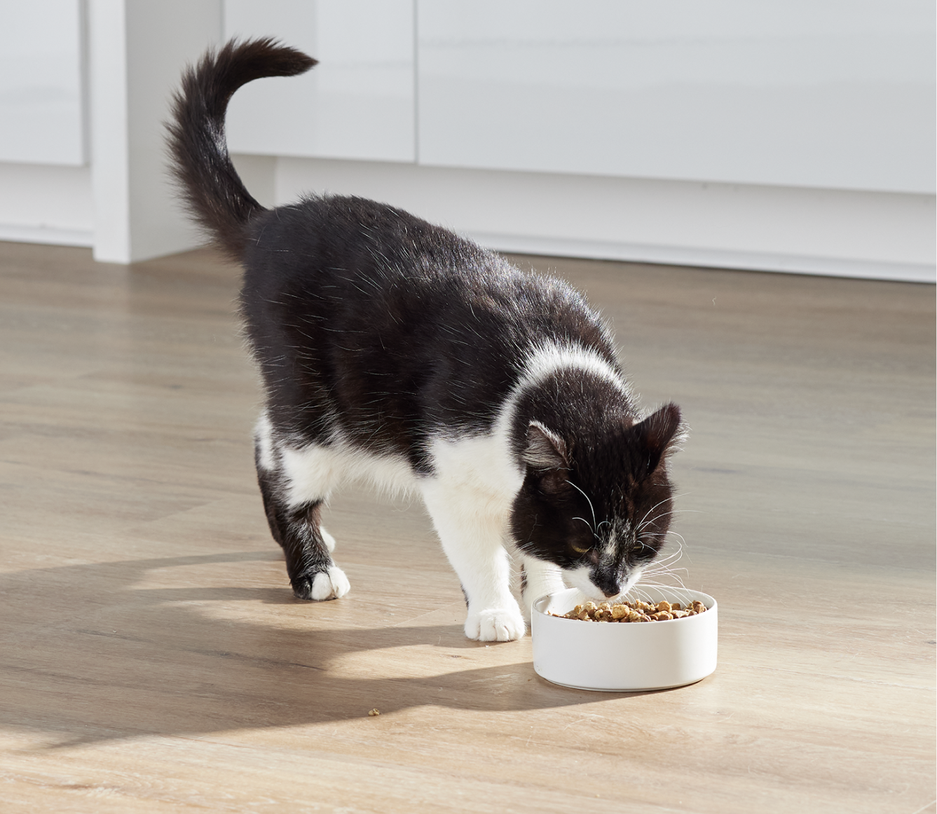 RawMix Open Prairie Cat Kibble | Proudly Canadian Grain-Free Cat Food ...