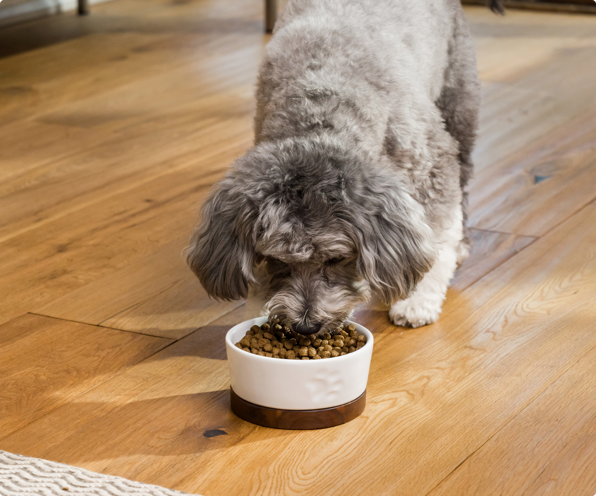 Beef Dog Kibble | Proudly Canadian Grain-Free Dog Food | Open Farm ...