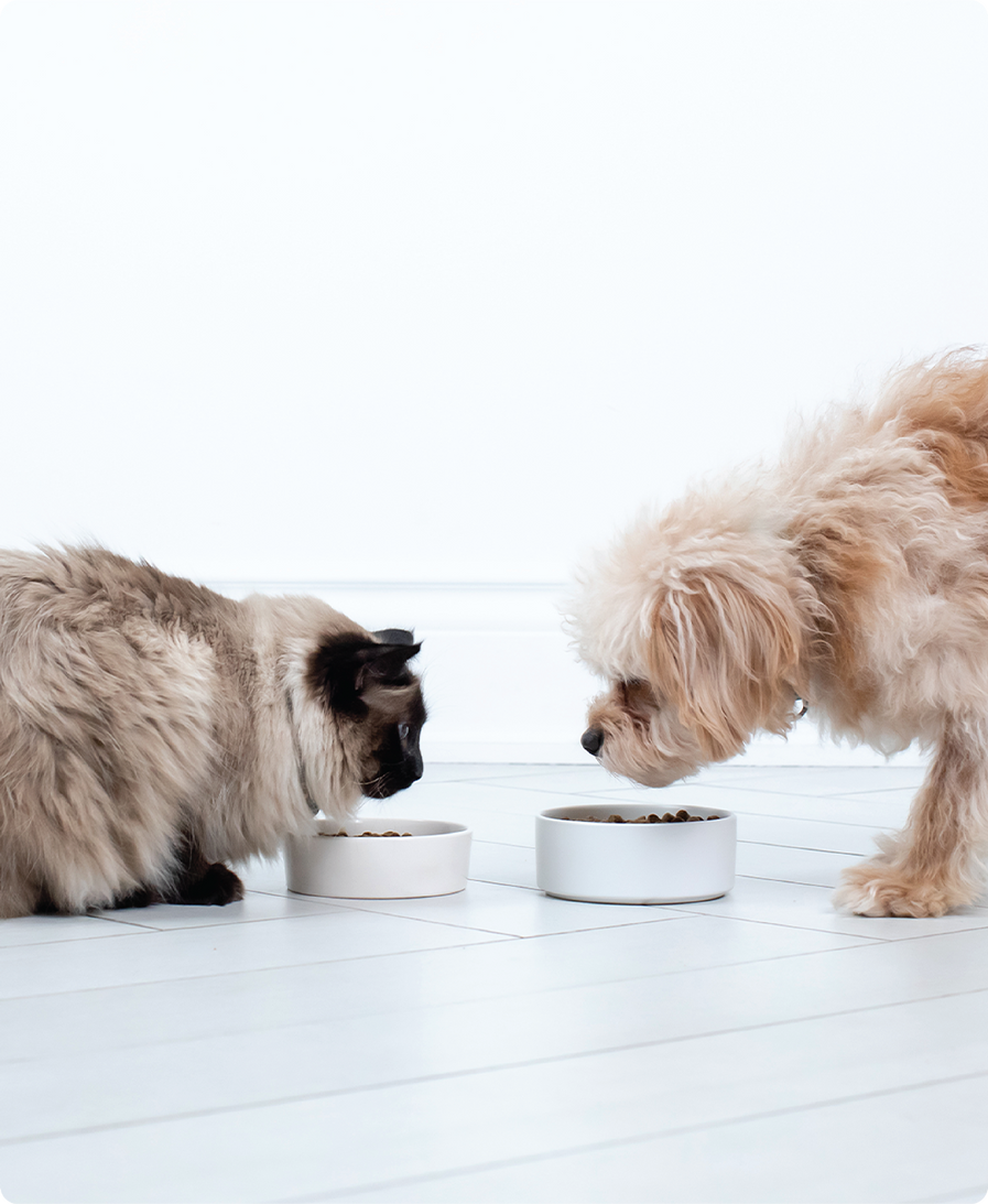 Organic Grass-Fed Cow Milk Kefir For Cats