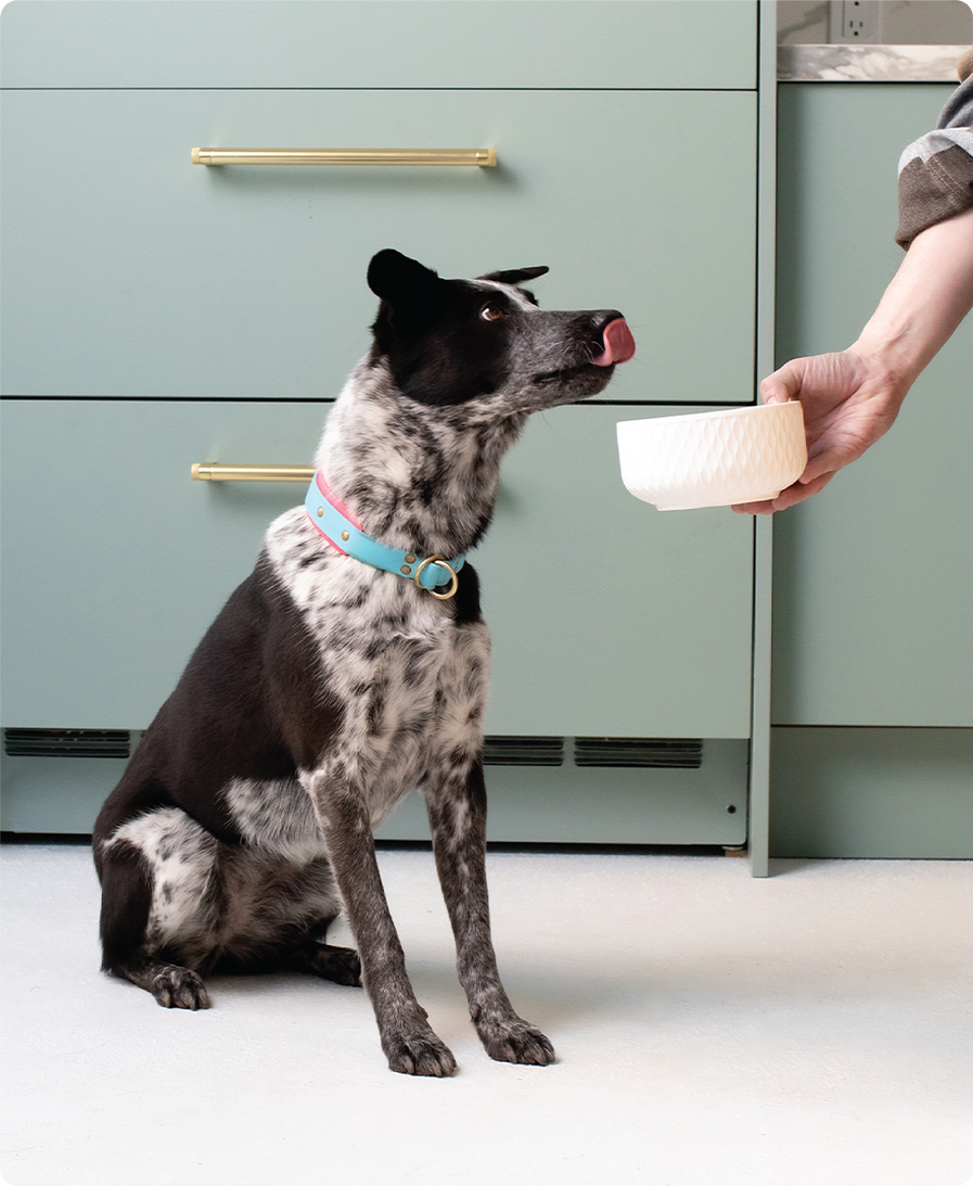 Herring & Mackerel Rustic Stew Wet Dog Food