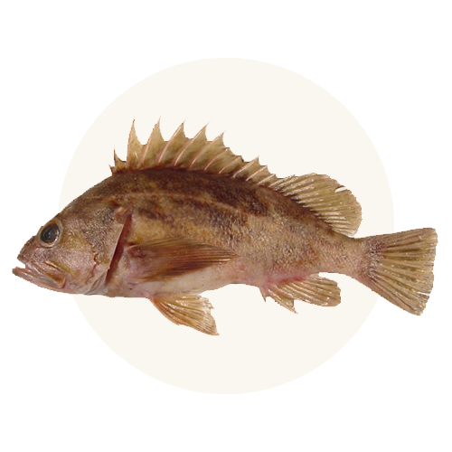 Ocean Rockfish