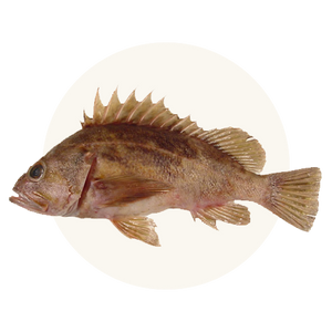 Wild-Caught Rockfish