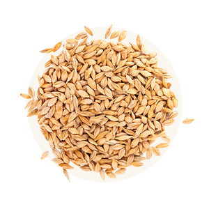 Barley