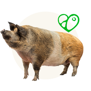 Humanely-raised pork liver