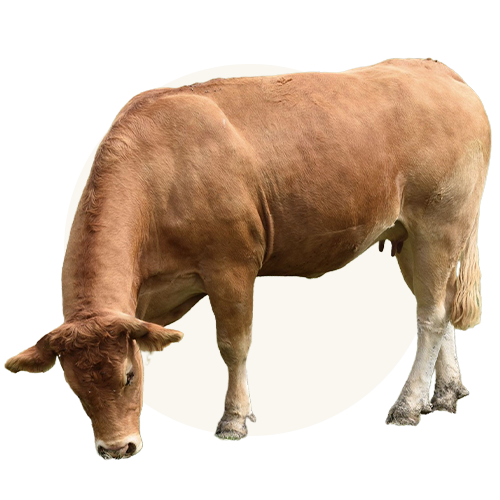 Beef