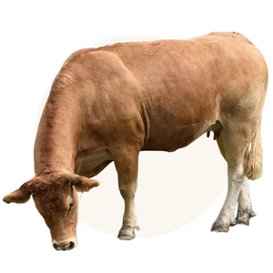 Humanely-raised beef