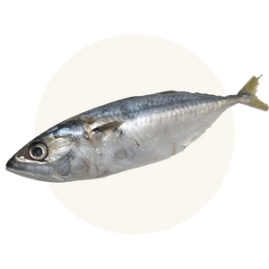 Wild-caught Icelandic herring