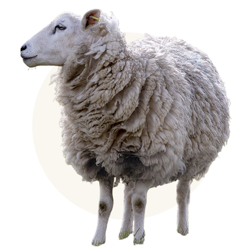 Pasture-raised, grass-fed lamb