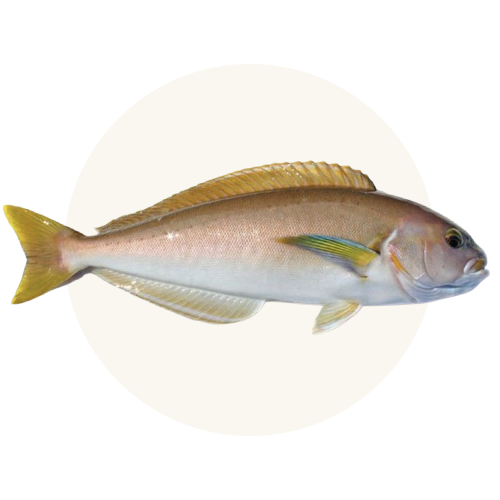 Wild-caught seasonal ocean whitefish