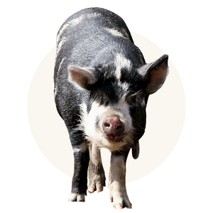 Humanely-raised pork