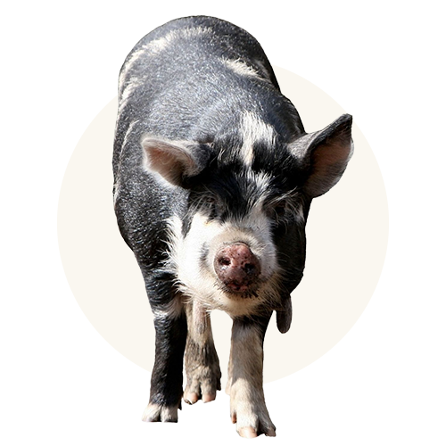 Humanely-raised pork, organs & bone