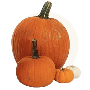 Non-GMO pumpkin