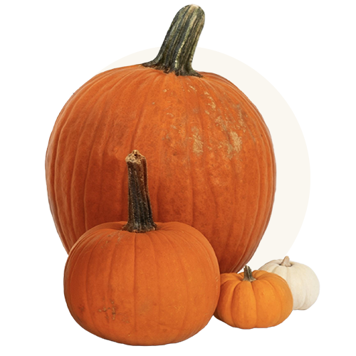 Organic Pumpkin