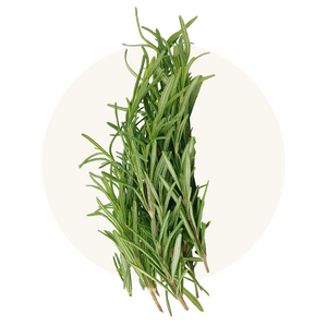 Rosemary Extract