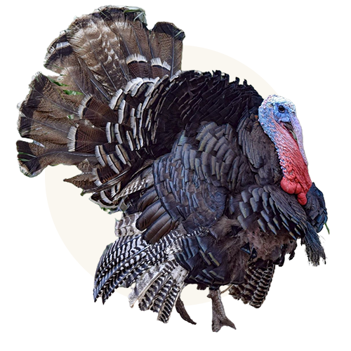 Humanely Raised Turkey