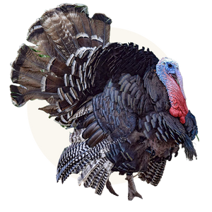 100% Animal Welfare Certified Turkey