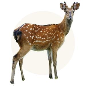 Pasture-raised New Zealand venison