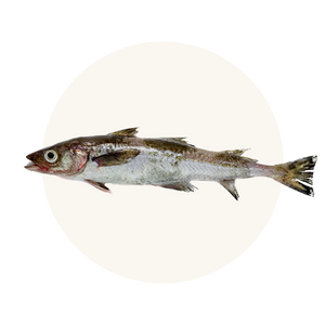 Wild-Alaskan Pollock