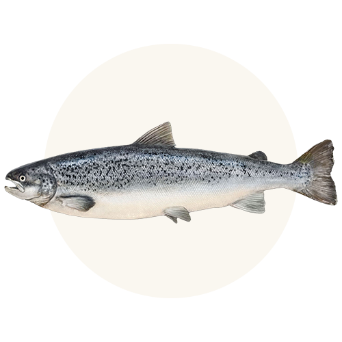 Wild-caught salmon