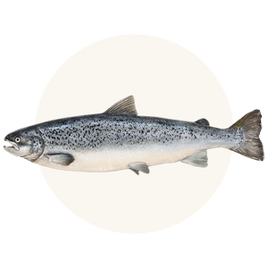 Wild-Caught Pacific Salmon