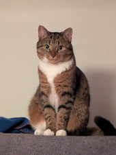 Cara