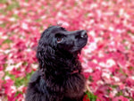 Holly