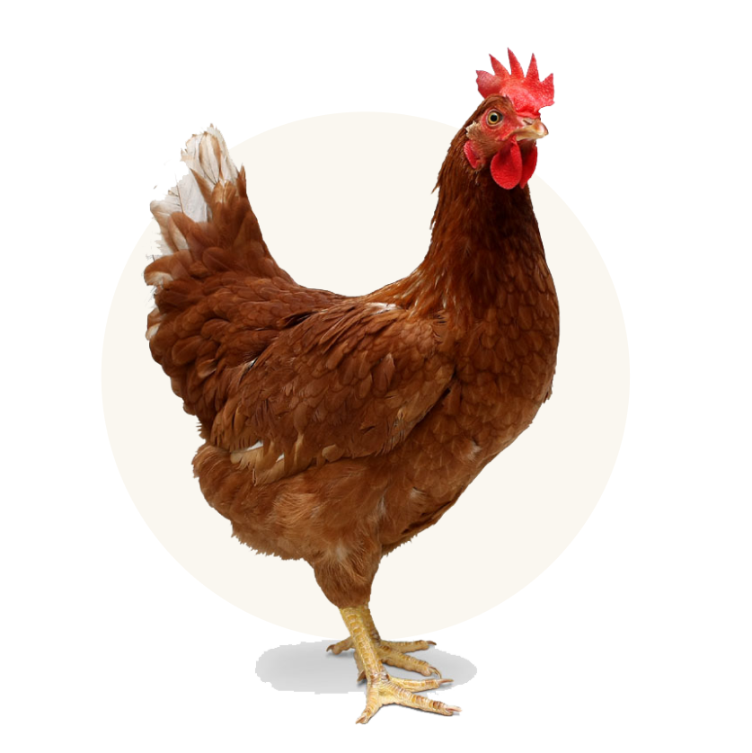 Humanely-raised chicken & organs