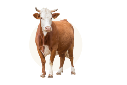 Pasture-raised, grass-fed beef