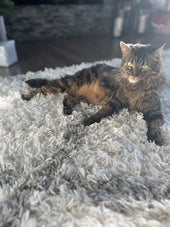 Milo