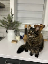 ChubChub