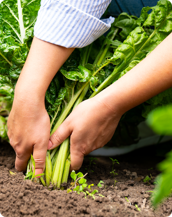 Our Promise – Open Farm - Canada